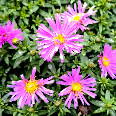 АСТРА БОРДЮРНАЯ РОЗОВАЯ