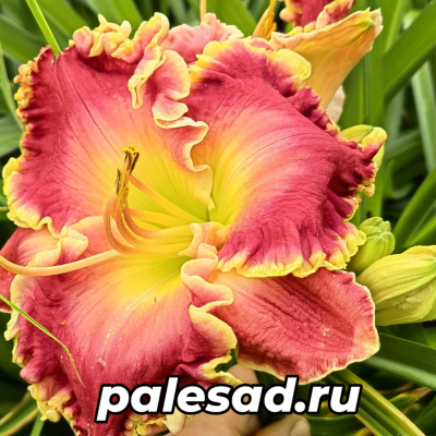 ЛИЛЕЙНИК ЧЕРРИ АЙС КРЕМ