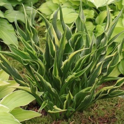 ХОСТА МОЛЯЩИЕСЯ РУЧКИ