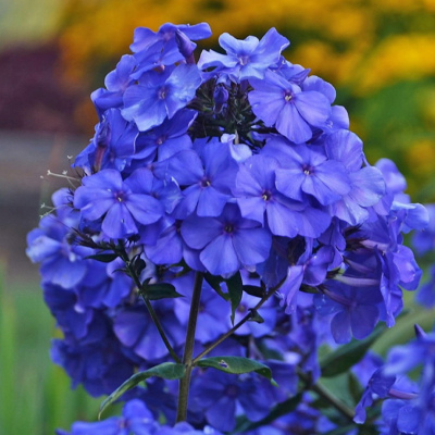 ФЛОКС БЛУ ПАРАДАЙЗ