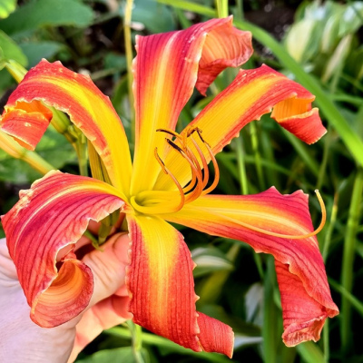 ЛИЛЕЙНИК CANDY COLORED CURLS