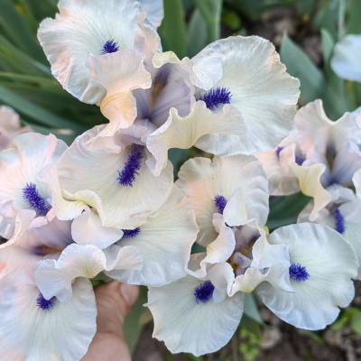 ИРИС НИЗКИЙ  BLUEBEARD'S GHOST
