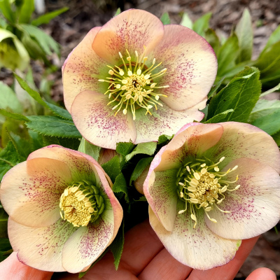 МОРОЗНИК АПРИКОТ ПИКОТИ