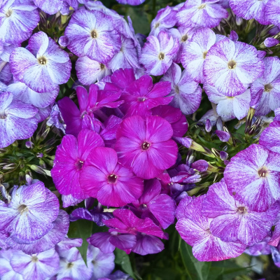 ФЛОКС БЛЮ ШЕЙДС