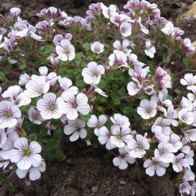 ГИПСОФИЛА ЯСКОЛКОВИДНАЯ почвопокровник