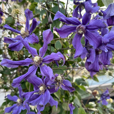 КЛЕМАТИС СИЗАЯ ПТИЦА