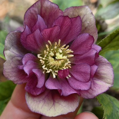 Морозник №3